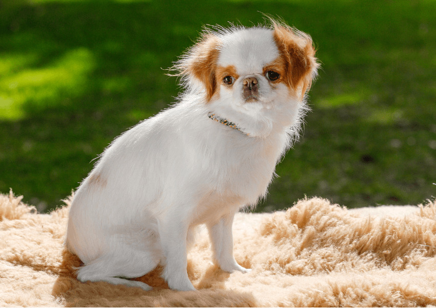 Japanese Chin