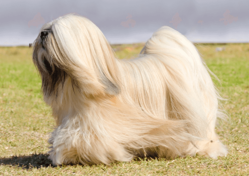 Lhasa Apso
