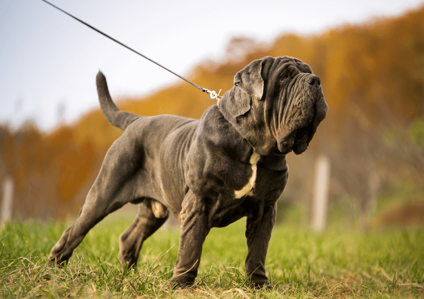 Mastino napoletano