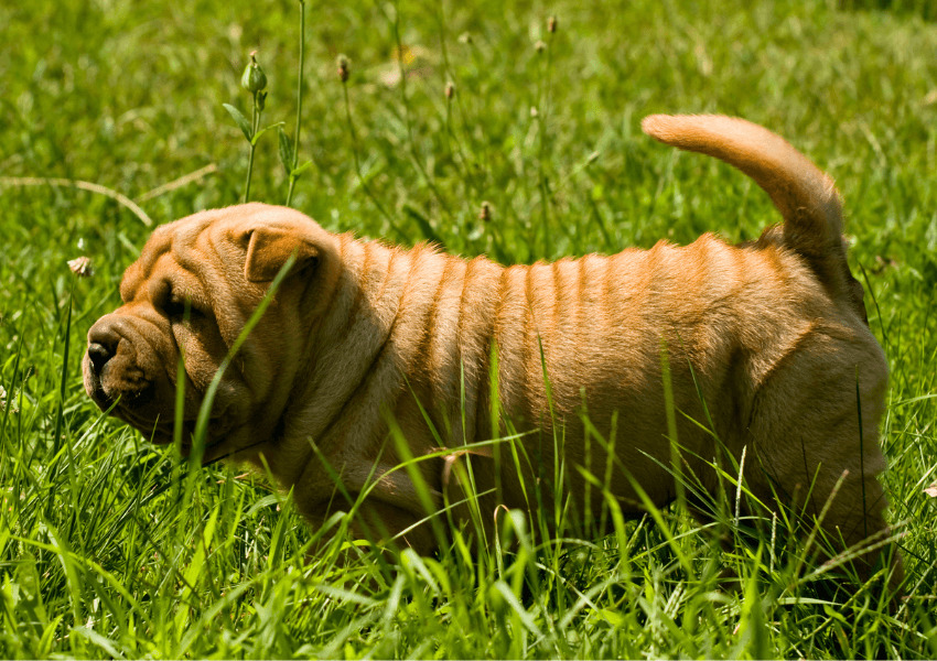Shar-Pei