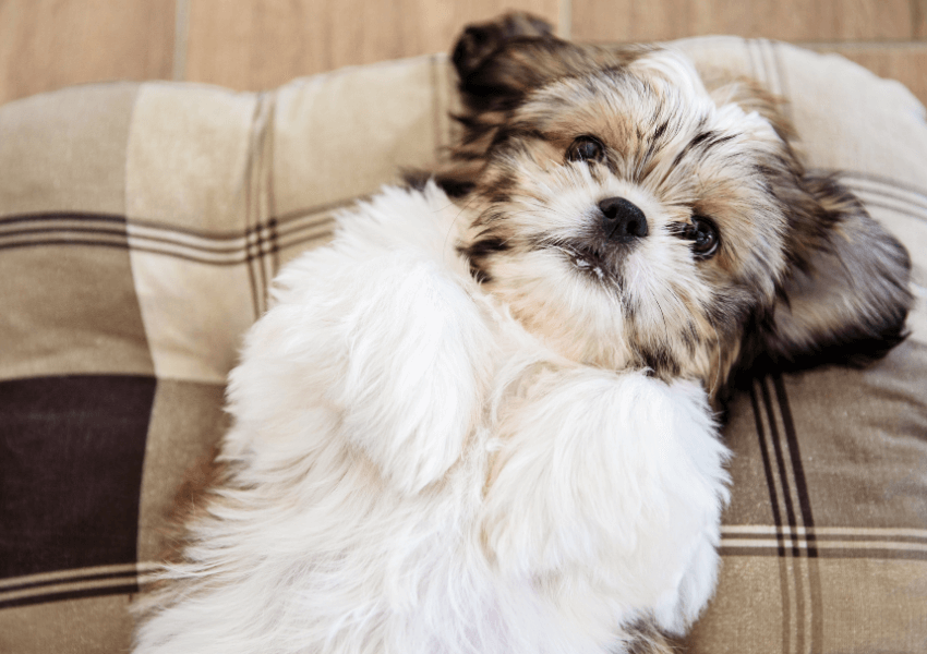 Shih Tzu