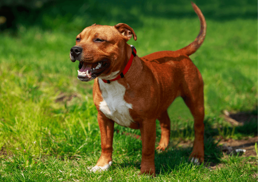 Staffordshire Bull Terrier