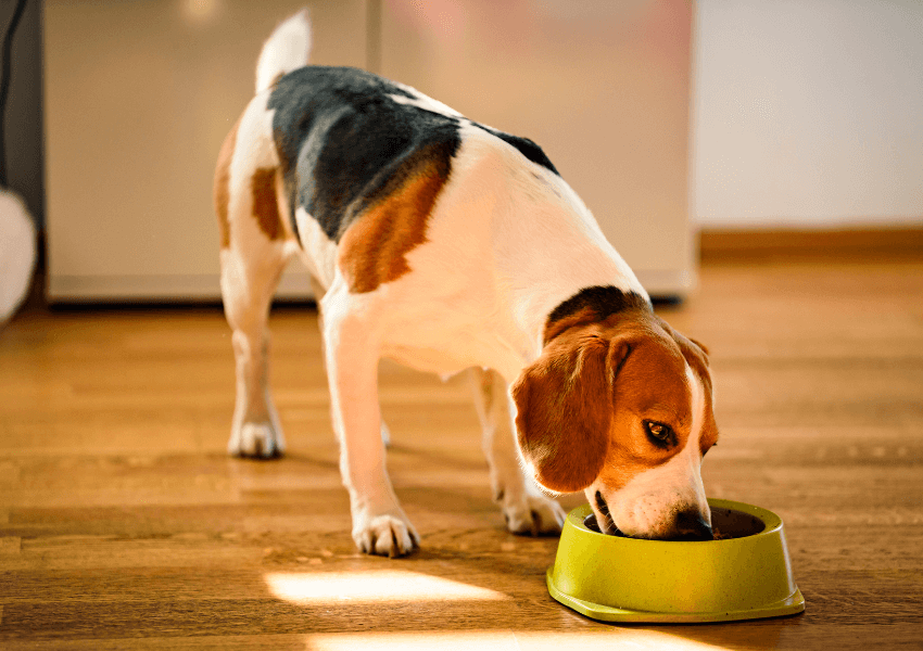 Tabella dosi cibo per cani 6