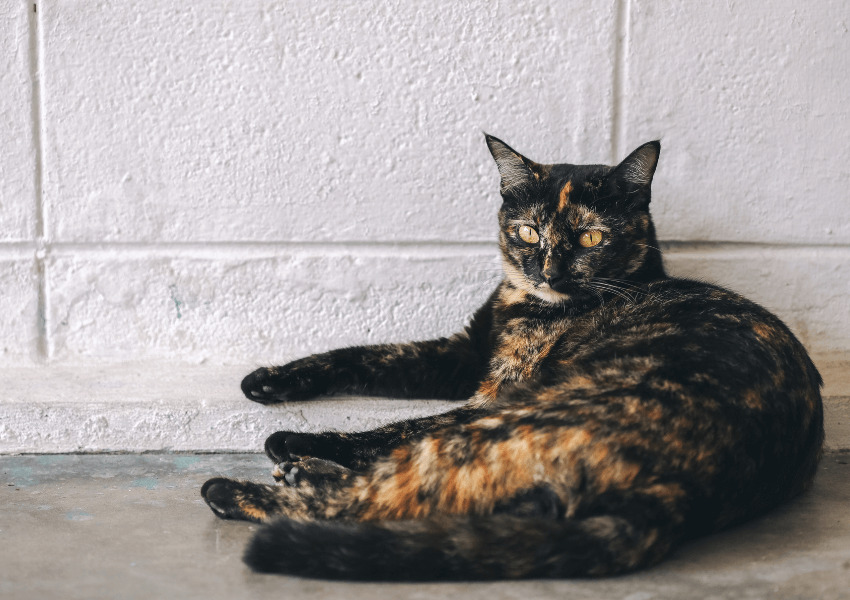 Tortoiseshell