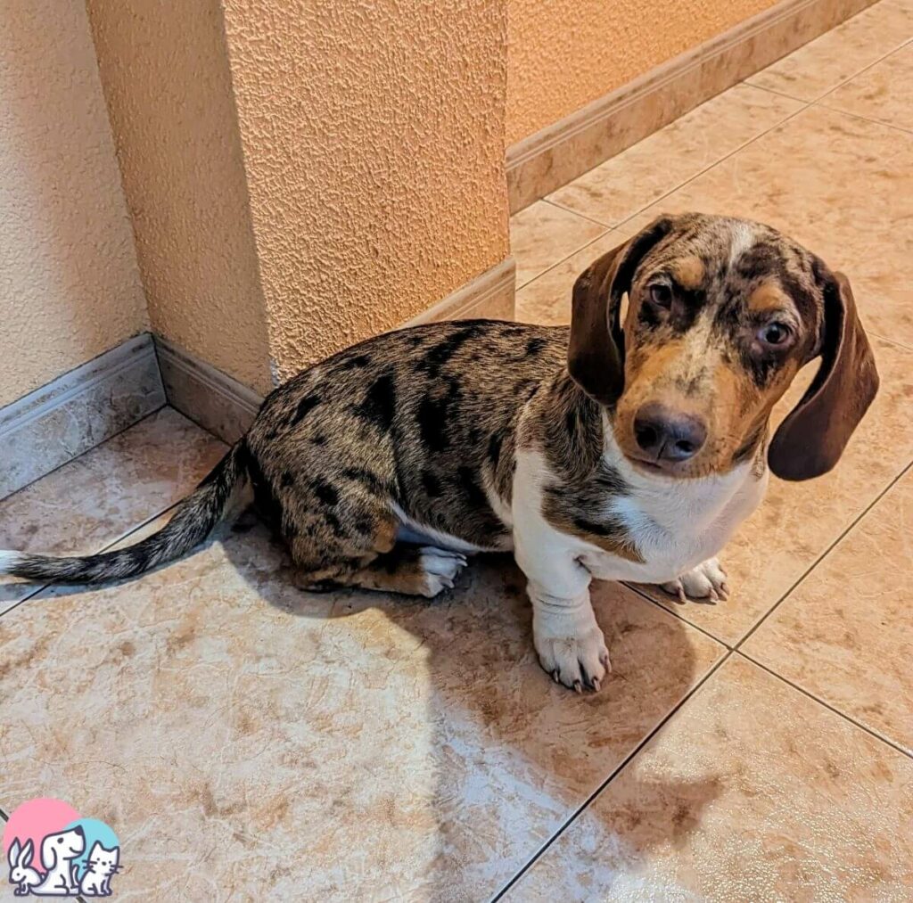 il cane bassotto arlecchino