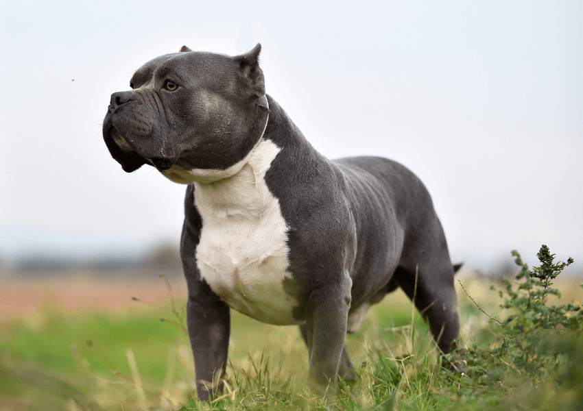 American Bull