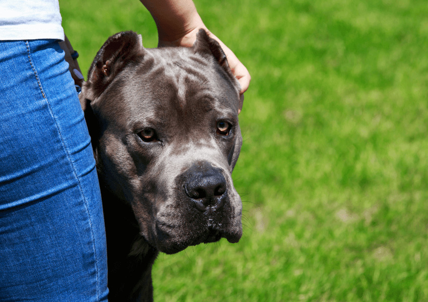 American Staffordshire Terrier 6