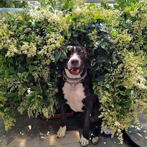 American Staffordshire Terrier