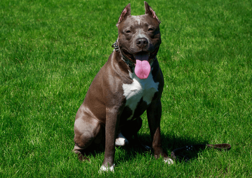 American pit bull terrier 3