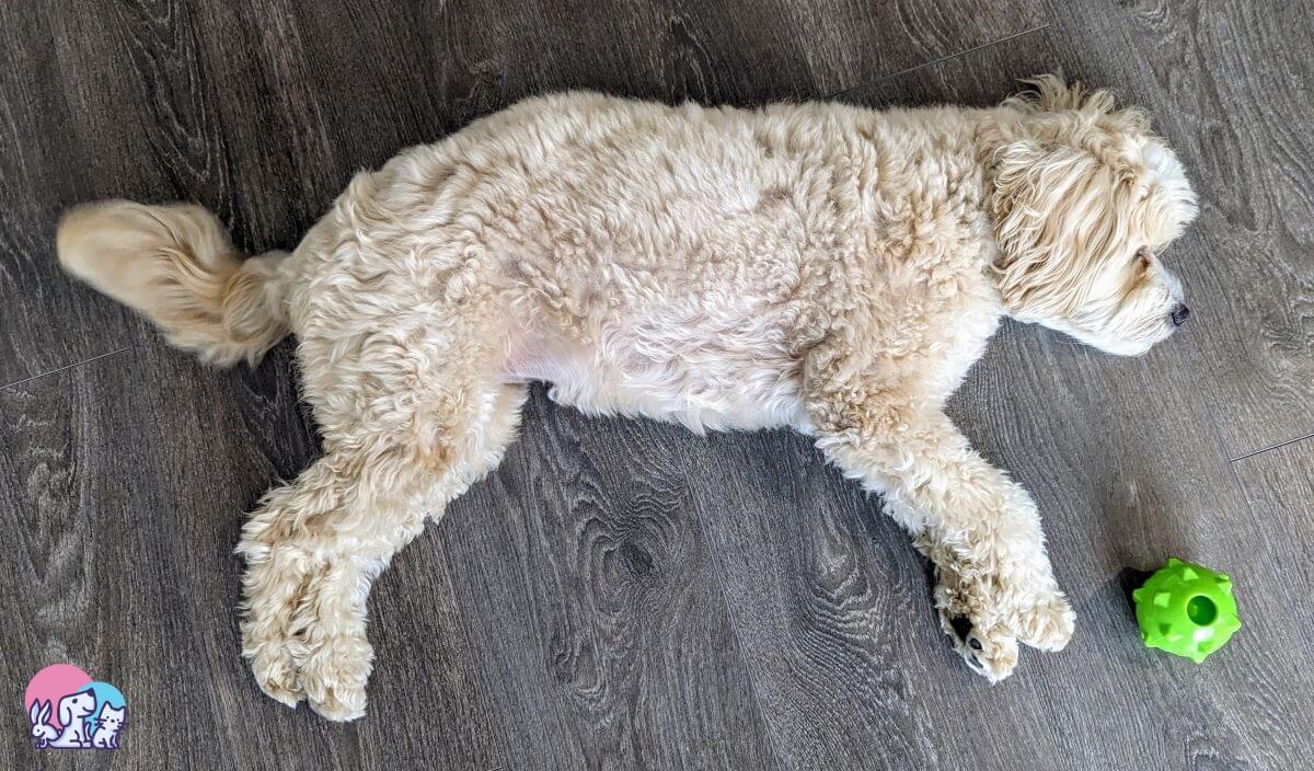 Cavapoo addormentata sul pavimento accanto alla pallina per cani dopo una intensa sessione di gioco