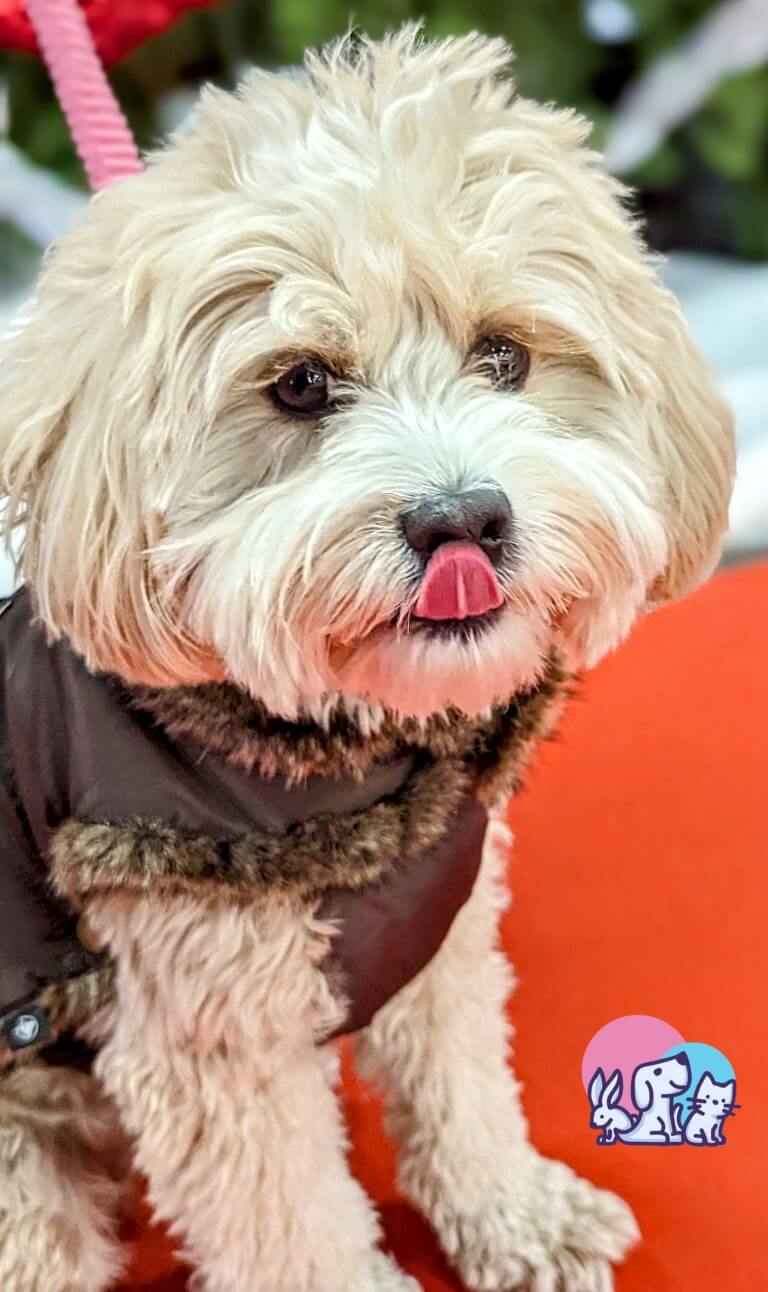 Cavapoo con il cappottino invernale mentre si lecca il naso durante una passeggiata