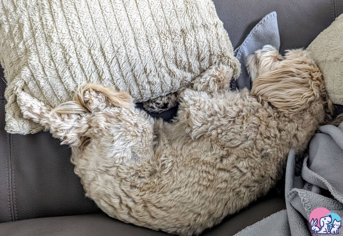 Cavapoo dorme serenamente sul divano fra cuscini e copertina