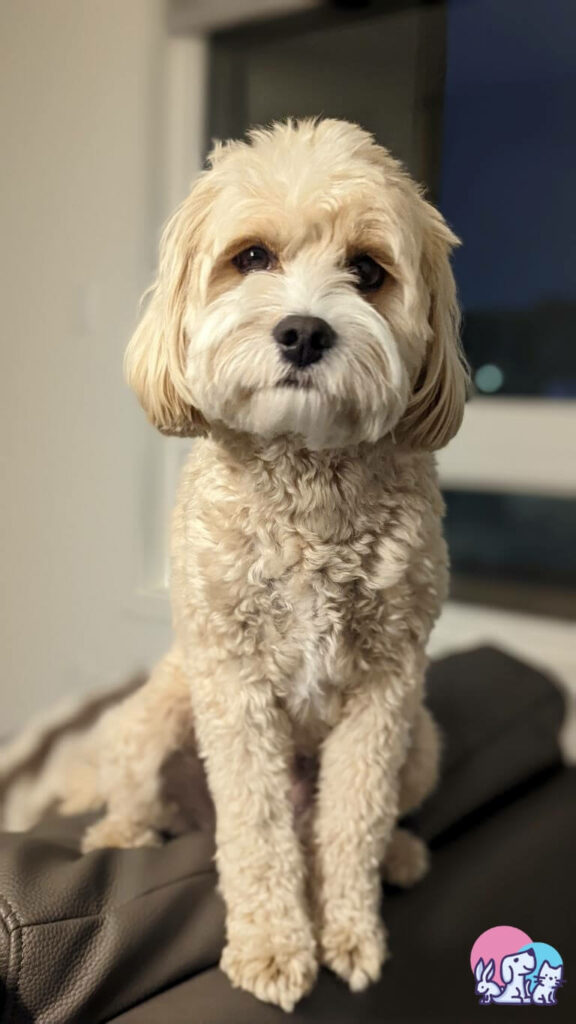 Cavapoo guarda l'obiettivo mentre è seduta composta ed elegante sul divano di casa