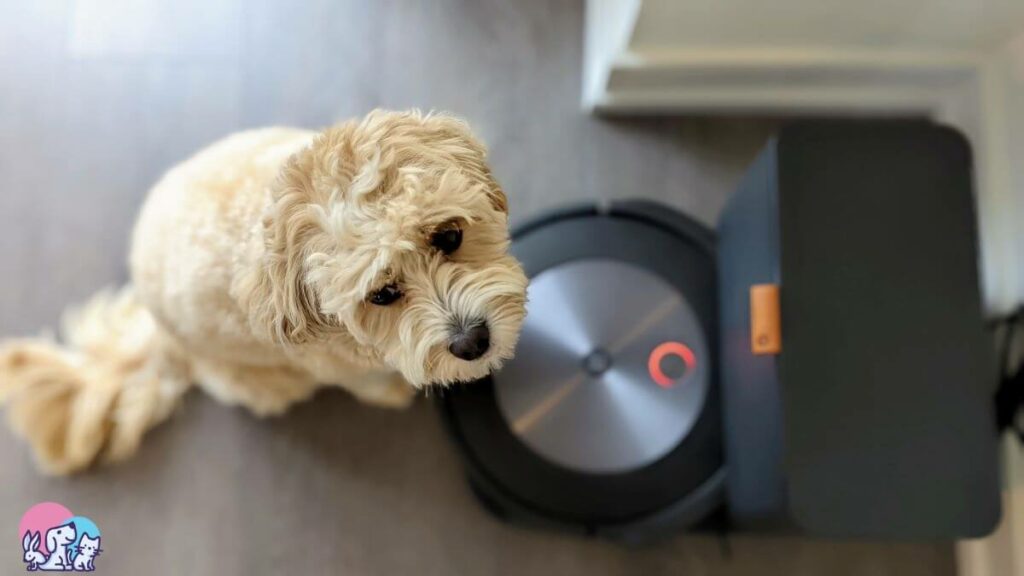 Cavapoo vicino al robot aspirapolvere