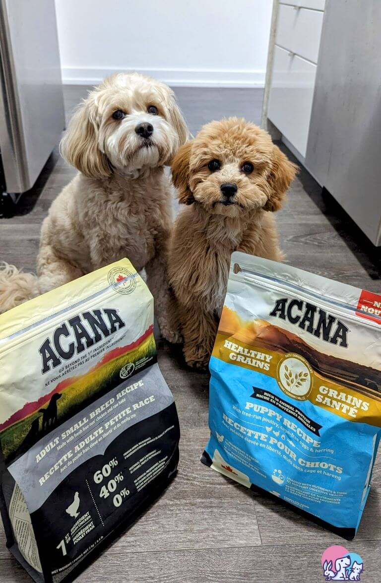 Cibo per cani cavapoo