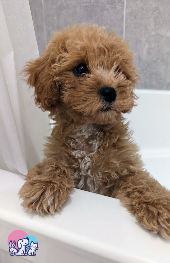 Mocha, Cavapoo, in piedi nella vasca da bagno
