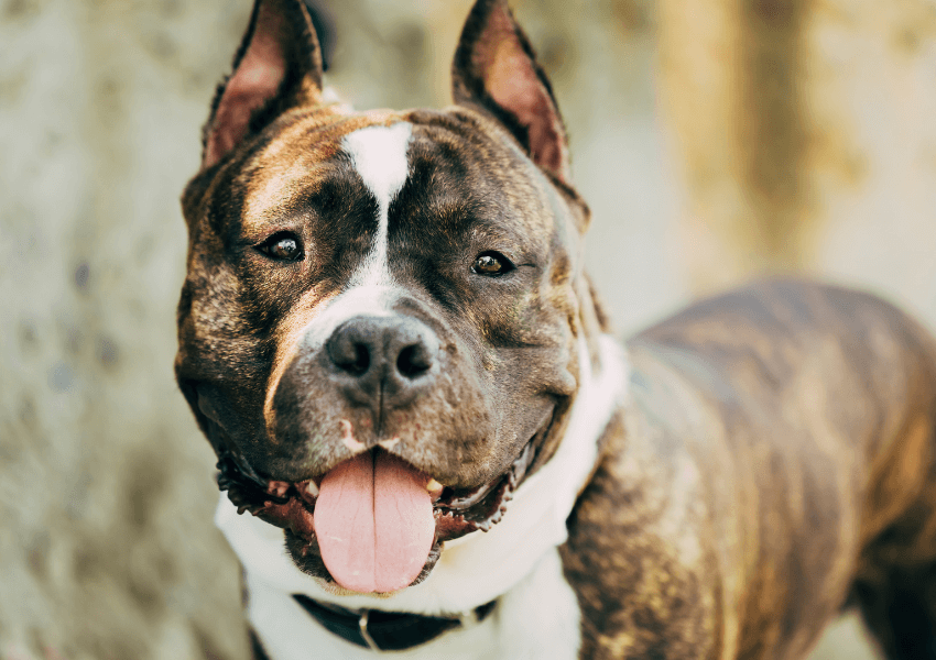Pitbull 5