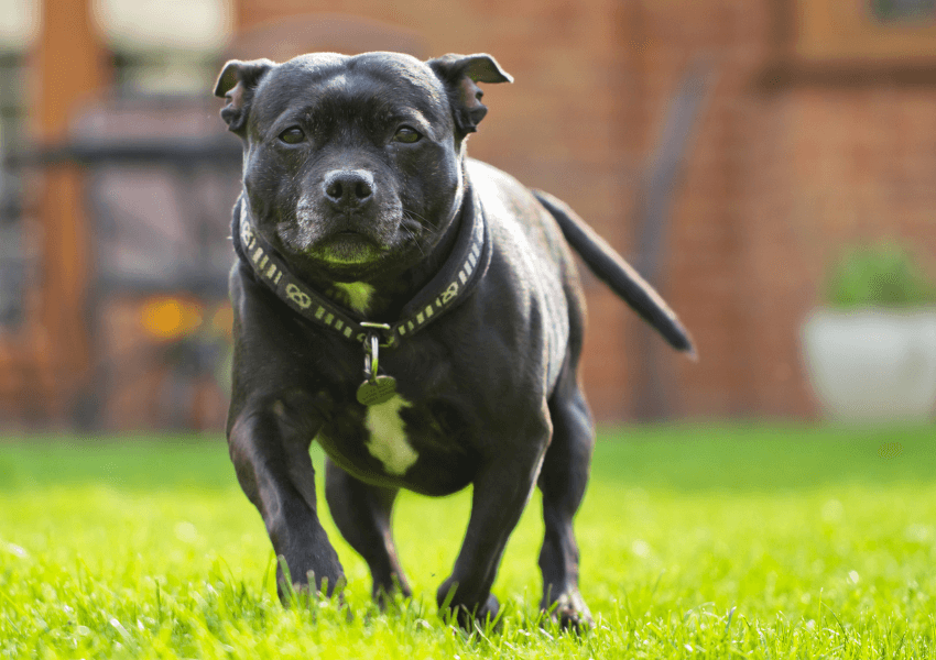 Staffordshire Bull Terrier
