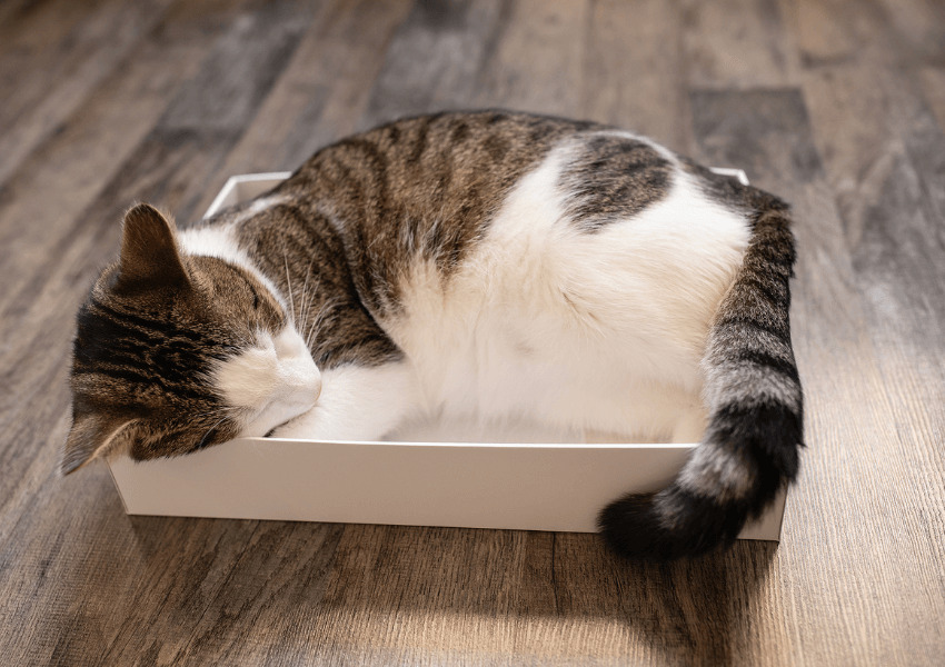 Gatto che dorme nella lettiera