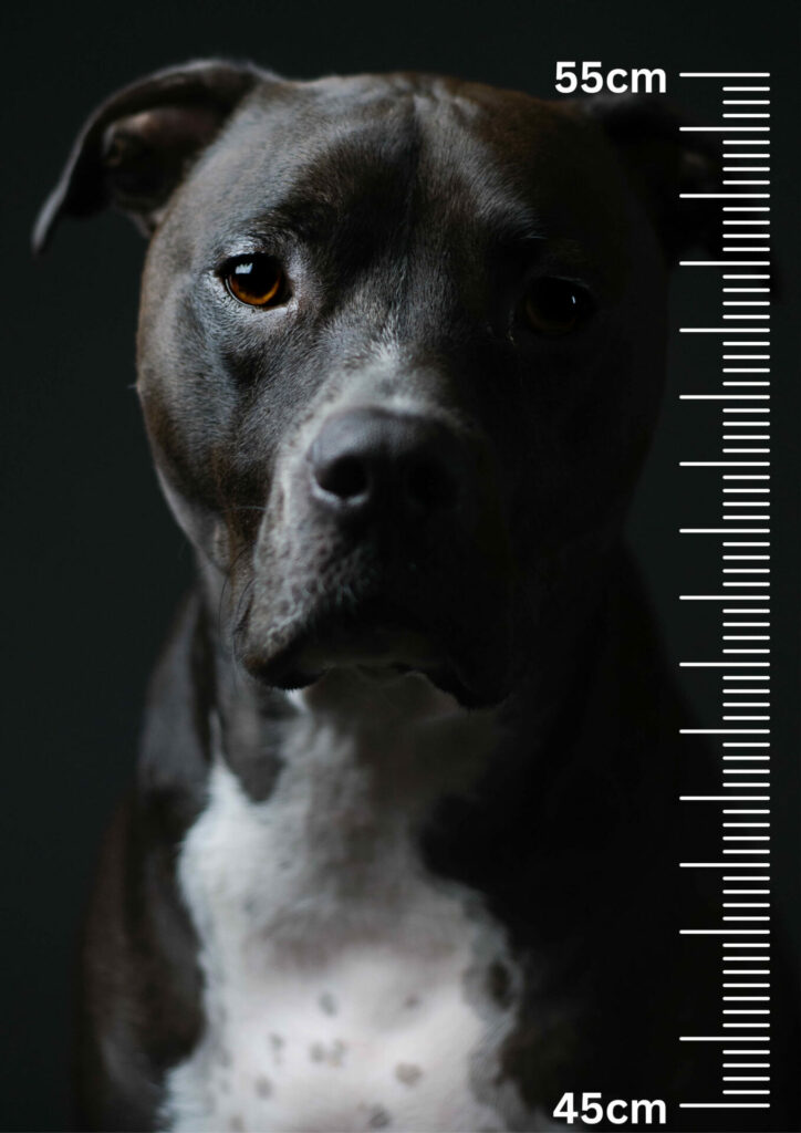 Altezza pitbull