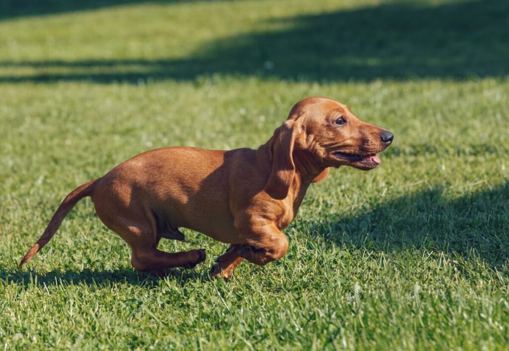 dachshund kaninchen