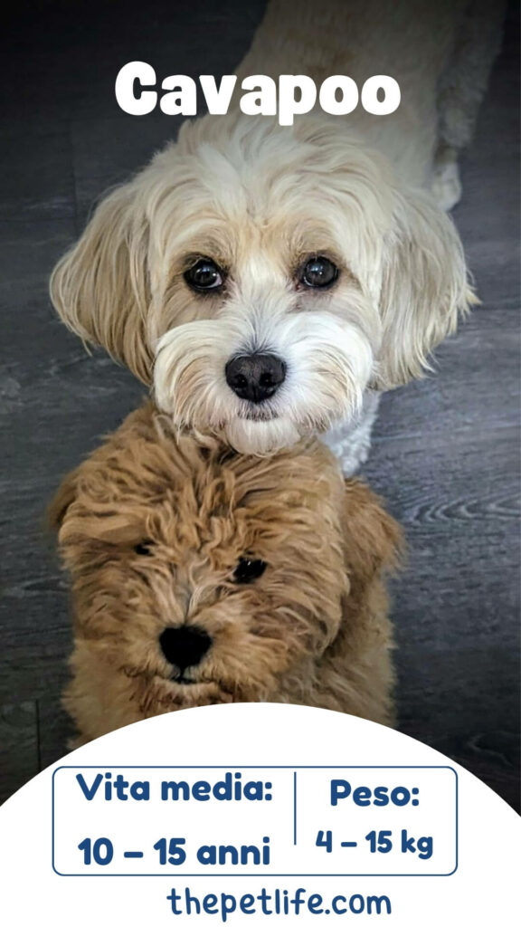 scheda del cavapoo