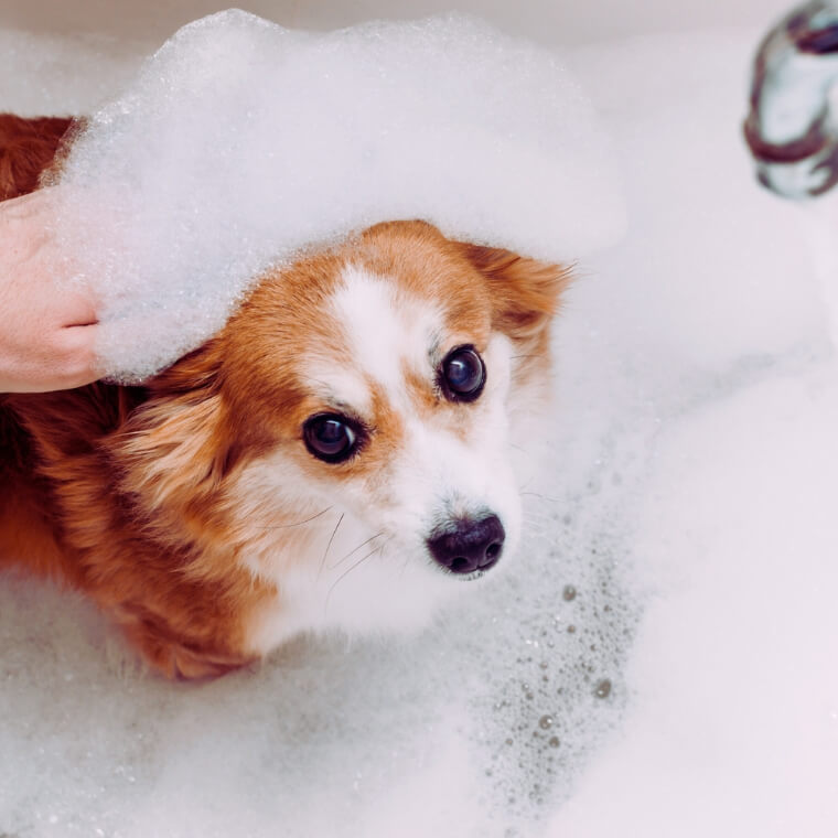 usare lo shampoo a per cani